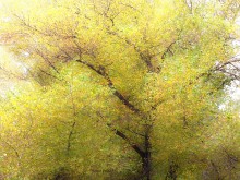 autumn trees / ..............