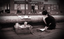 Cat - a beggar / ***