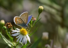 Copper-butterfly / ***