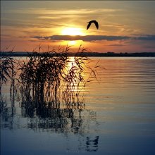 In e h e p l e a / ***