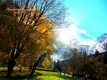 Golden Autumn / ***