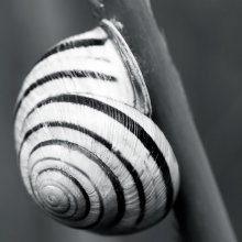 Giant snail / Cepaea vindobonensis