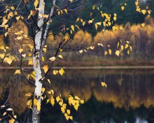 The last leaf plucked the autumn / ***