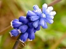 Mouse hyacinth / ***