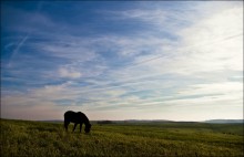 On the horse, goats and clouds .. / ***