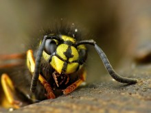 Saxon wasp / Dolichovespula saxonica