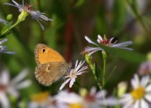 In the flower kingdom / ***