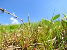 Grass / ***