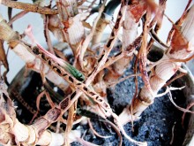 Dried flowers / ***