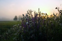 Morning Bouquet / -----------