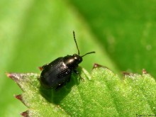 Ground Flea / ***
