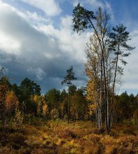 Places where the cranberries / ***