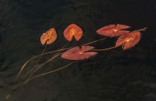 Leaves / ***