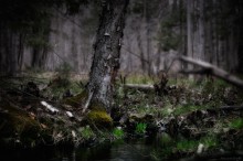 Once upon a time - were among the melancholy green grass and soft water journals .... / ***