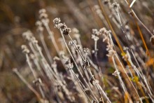 shrouded in the light / ***