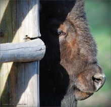 About the Bison ... / ***