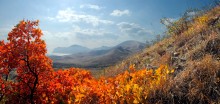 autumn finery Cimmeria / ***
