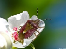 Berry bug defenders / ***