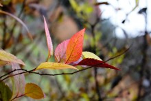 Autumn watercolor / ***