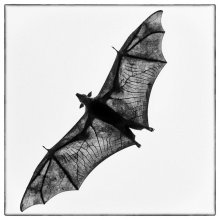 Flight / ***