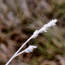 Lone blade of grass / ***