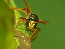 Skladchatokrylaya wasp / Polistes dominula