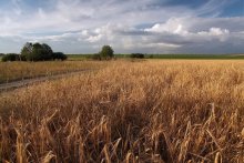 Russian field ... / ***