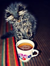 Cat and a mug of beer / ***