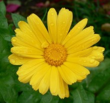 Marigold flower / ***