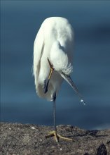 Shaw did you say? / ***