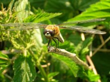 A broad smile dragonfly / ***
