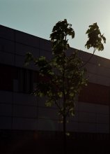 Maple and sun / ***