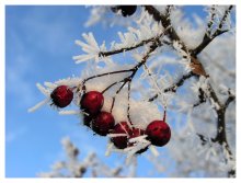 Berries in the snow / ***