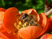 bee / ***