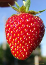 Strawberry / ***