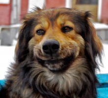 Smile, Sir! / ***