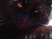 Burning eyes / ***