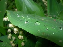 drops of dew / ***