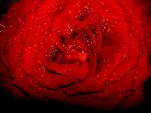 rose / ***