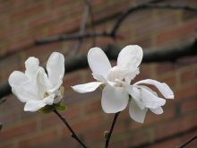 Spring against the wall / ***