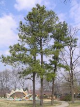 Pines and the dragon / ***