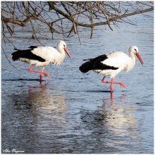 * Native flamingos * / ***