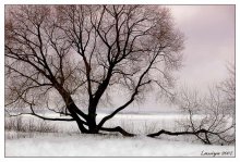 A green oak / ***