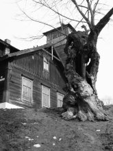 Mysterious tree / ***