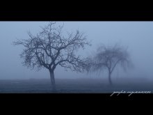 Foggy Morning / ***