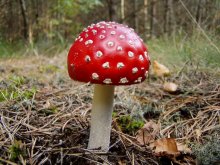 Fly-agaric / ***