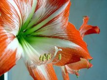 Gippeastrum / ***