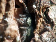 In an ambush / ***