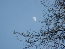 Almost caught in the branches ... / ***