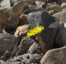 First flower / ***